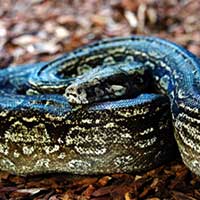 Argentine Boa