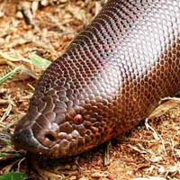 Brown Sand Boa Thumbnail