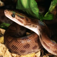 Colombian Rainbow Boa Thumbnail