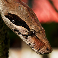 Common Boa Thumbnail