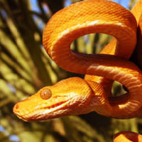 Cooks Tree Boa Thumbnail