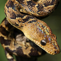 Cuban Boa Thumbnail