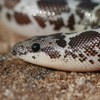 Desert Sand Boa Thumbnail