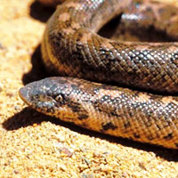 Egyptian Sand Boa