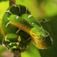 Emerald Tree Boa Thumbnail