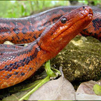 Haitian Boa Thumbnail