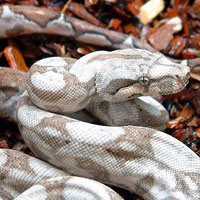 Hog Island Boa