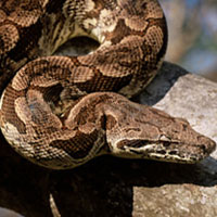 Madagascar Ground Boa Thumbnail