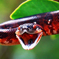 Madagascar Tree Boa Thumbnail