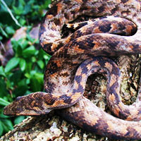 Pacific Tree Boa Thumbnail