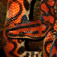 Rainbow Boa Thumbnail