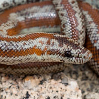 Rosy Boa Thumbnail