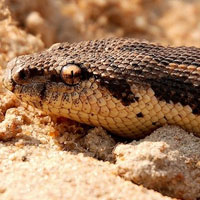 Rough Scaled Sand Boa Thumbnail