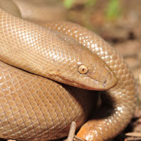 Rubber Boa Thumbnail