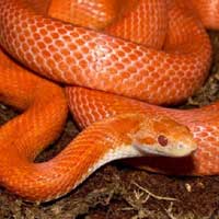 Corn Snakes