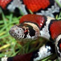 Milksnakes