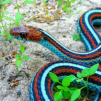 Garter Snakes