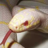 Albino California Kingsnake Thumbnail