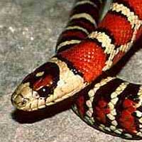 Arizona Mountain Kingsnake Thumbnail