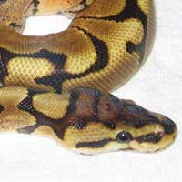 Ball Python Thumbnail