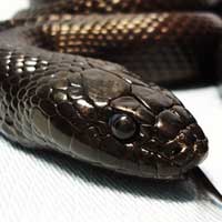 Black Kingsnake Thumbnail