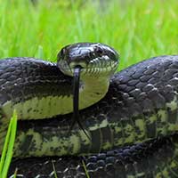 Black Rat Snake Thumbnail