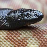 Black-headed Python