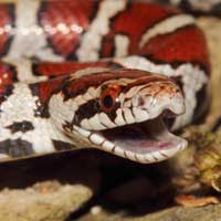 Blanchards Milk Snake Thumbnail