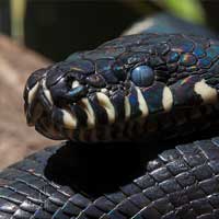 Boelens Python