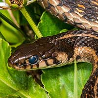 Garter & Gopher Snakes