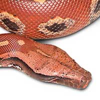 Borneo Blood Python Thumbnail