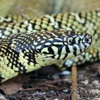 Brooks Kingsnake Thumbnail