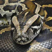 Burmese Python Thumbnail