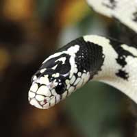 California Kingsnake Thumbnail