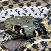 Checkered Garter Snake Thumbnail