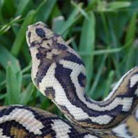 Coastal Carpet Python Thumbnail