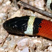 Dixons Milk Snake Thumbnail