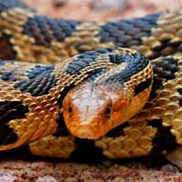 Eastern Fox Snake Thumbnail