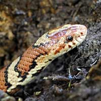 Eastern Milk Snake Thumbnail