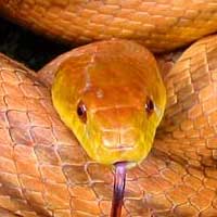 Everglades Rat Snake Thumbnail