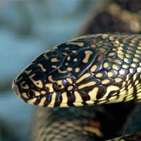 Florida Kingsnake Thumbnail