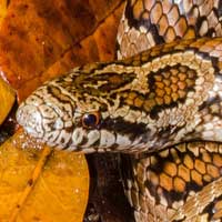 Florida Mole Kingsnake Thumbnail