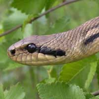 Four-lined Rat Snake Thumbnail