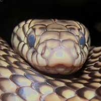 Goins Kingsnake Thumbnail