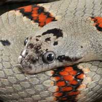 Gray Banded Kingsnake Thumbnail