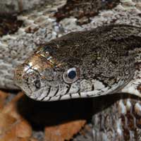 Gray Rat Snake Thumbnail