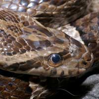 Great Plains Rat Snake Thumbnail