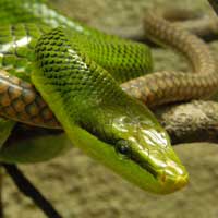 Green Rat Snake Thumbnail