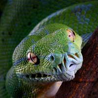 Green Tree Python Thumbnail