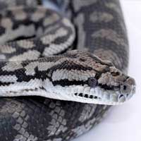 Inland Carpet Python Thumbnail